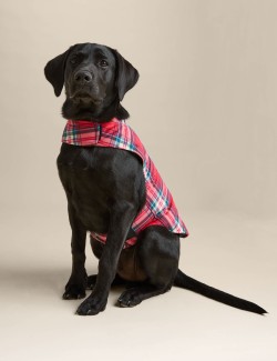 Tartan Dog Jumper