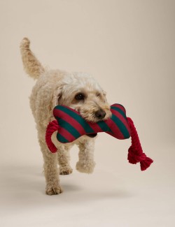 Striped Bone Dog Toy