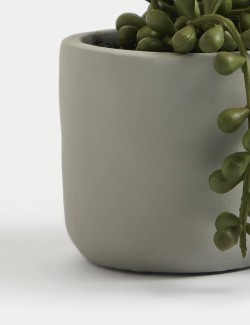 Artificial Mini String of Pearls in Pot