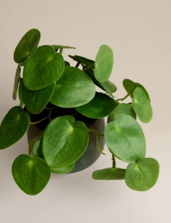 Umělá rostlina pilea v keramickém květináči